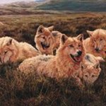 Frank Chuang - @siliverwolf - Instagram