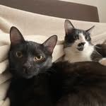 🐈🐈‍⬛ Frank & Clare - @frank.e.clare - Instagram