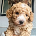 Frank&CoCo - @mrfrankman - Instagram
