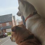 Frank & Colby Davies - @frankandcolbyrescuepups - Instagram