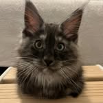 Frank Castle the Maine Coon - @frankcthemainecoon - Instagram