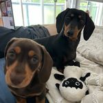 Crumpet & Frank weiner dogs🌭 - @crumpetandfrank - Instagram