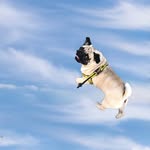 Frank The Pug 🇨🇿 - @franktheczechpug - Instagram