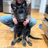 frankietheczechshepard - @frankietheczechshepard - TikTok