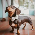 Frank & Daisy 🐾🌭 - @frank_daisy_hotdog - Instagram
