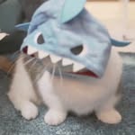 Frank Dai - @hoopoe_dai - Instagram