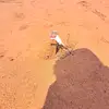 Siraza Nalutanga - @frankdaiasd - TikTok