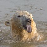 Frank Findlay - @beardanforth - Instagram