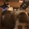 franksnidanko - @franksnidanko - TikTok
