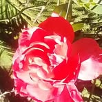 Frank Davide - Facebook