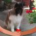 Frank DeBellis - Facebook