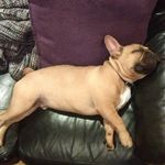 Frank Terrance Dempsey - @frank_the_bastard_dog - Instagram