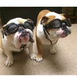 Frank & Dexter The Bulldogs - @frankanddexter_thebulldogs - Instagram