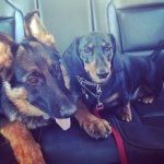 Frank and Angus Dickman - @frank_angus - Instagram