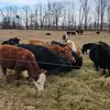 Thornapple Creek Farm LLC - @frank_russo84 - TikTok