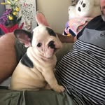 Frank The Frenchie - @frank_di_santo - Instagram