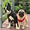 Frank and Disco - @frankanddisco - TikTok