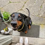 Frank - @_frank_the_doberman_ - Instagram