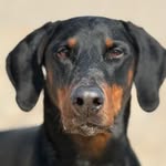 Frank 🐶 - @frankthedoberman - Instagram