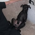 @frank_doberman1 - Instagram