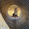 Frank_Dobermann - @frank_dobermann5 - TikTok