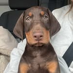 Frank - @dobermannlikefrank - Instagram