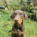 Frank - @frank_the_doberman - Instagram