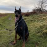 MR. Frank Dobermann - @mr_frank.doberman - Instagram