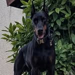 Pure Ecstasy - @frank_dobermann - Instagram
