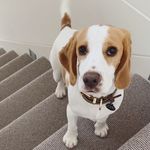 Frank Kinsman Dolan 🇦🇺 - @frank_the_speagle - Instagram