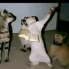FRaNk-dONo - @juna.mac.putra.ch - TikTok