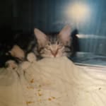 Frank Donovin - @donovinfrank - Instagram
