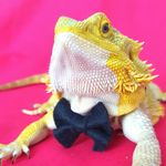 🐊 Frank the Bearded Dragon 🐊 - @frank_bearded_dragon - Instagram