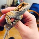 Frank Dragon - @frankethebeardeddragon - Instagram