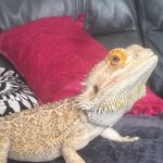 Frank the Bearded Dragon - @frankbeardeddragon - Instagram