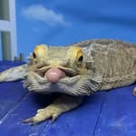 Dannielle Barnard - @frank_the_dragon_and_friends - Instagram