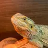 frank dragon - @frankdragon_ - TikTok