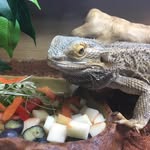 Frank - @frank_the_bearded_dragon - Instagram