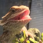 Frank The Bearded Dragon - @frank.the.bearded.dragon - Instagram