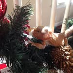 Frank The Bearded Dragon - @frankthebeardeddragon - Instagram