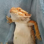 Frank the bearded dragon - @frank.bearded.dragon - Instagram