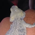 frank the dragon - @hi_its_frank - Instagram