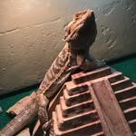 FRANK the fancy dragon - @frank_the_fancy_dragon - Instagram