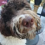 Frank Dreesen - @dreesenfrank - Instagram