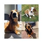 Frank Duke & Duchess The Dachshunds - @frank.duke.duchess.dachshunds - Instagram