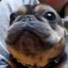 rxnqyx - @frankie_earles - TikTok