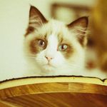 Frank Farley Fluff - @frank_fluff - Instagram