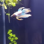 @frank.fightingfish - Instagram