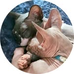 Frank & Fig - @downthecatwalk - Instagram