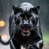 Frank.Fig - @frank.fig - TikTok